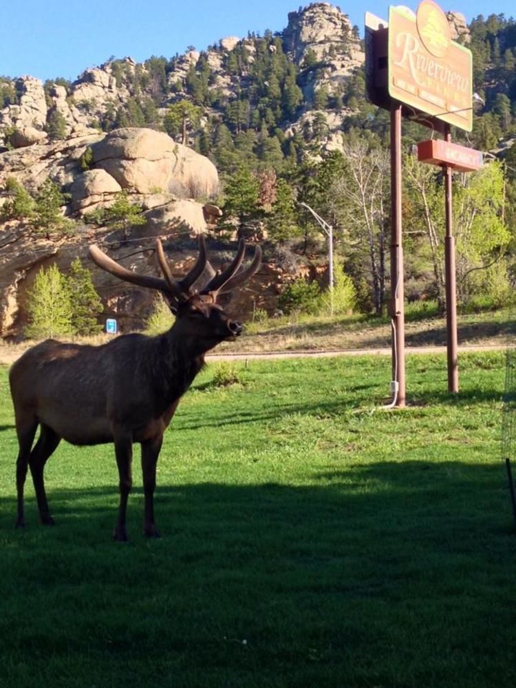 Riverview Pines Villa Estes Park Eksteriør billede
