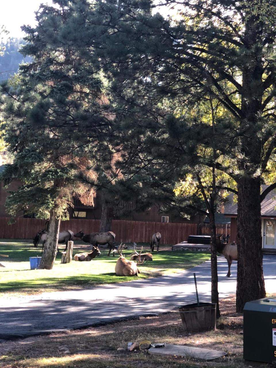Riverview Pines Villa Estes Park Eksteriør billede